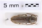 Foto (Dorsalansicht) von Melanotus pekarovici (Platia & Schimmel, 2001) (NHMW-ZOO-COL-0007653)